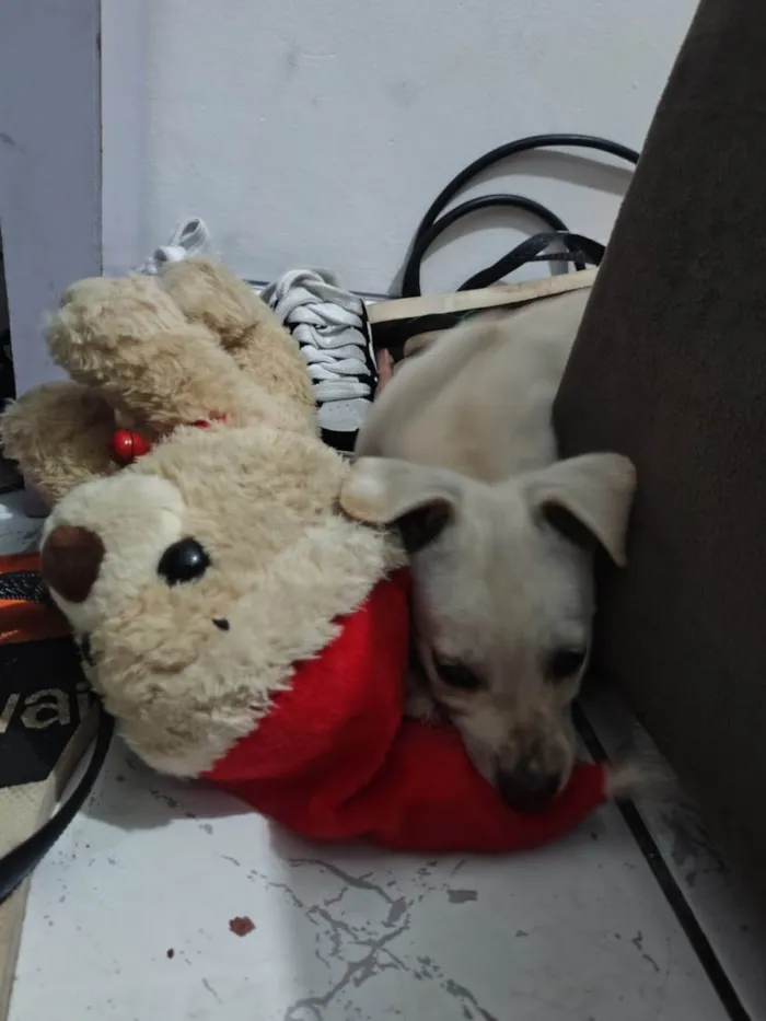 Cachorro ra a SRD-ViraLata idade Abaixo de 2 meses nome BOLT