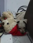 BOLT