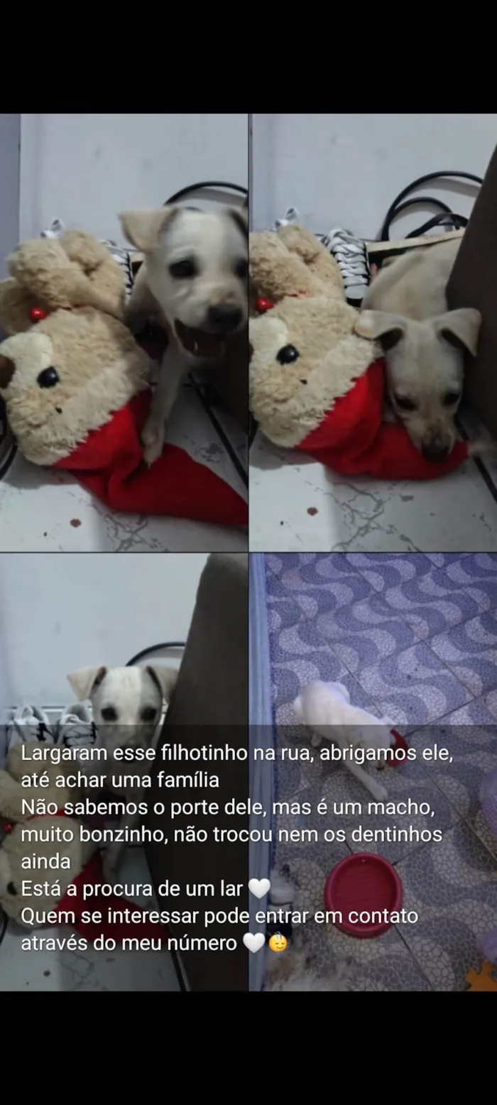 Cachorro ra a SRD-ViraLata idade Abaixo de 2 meses nome BOLT