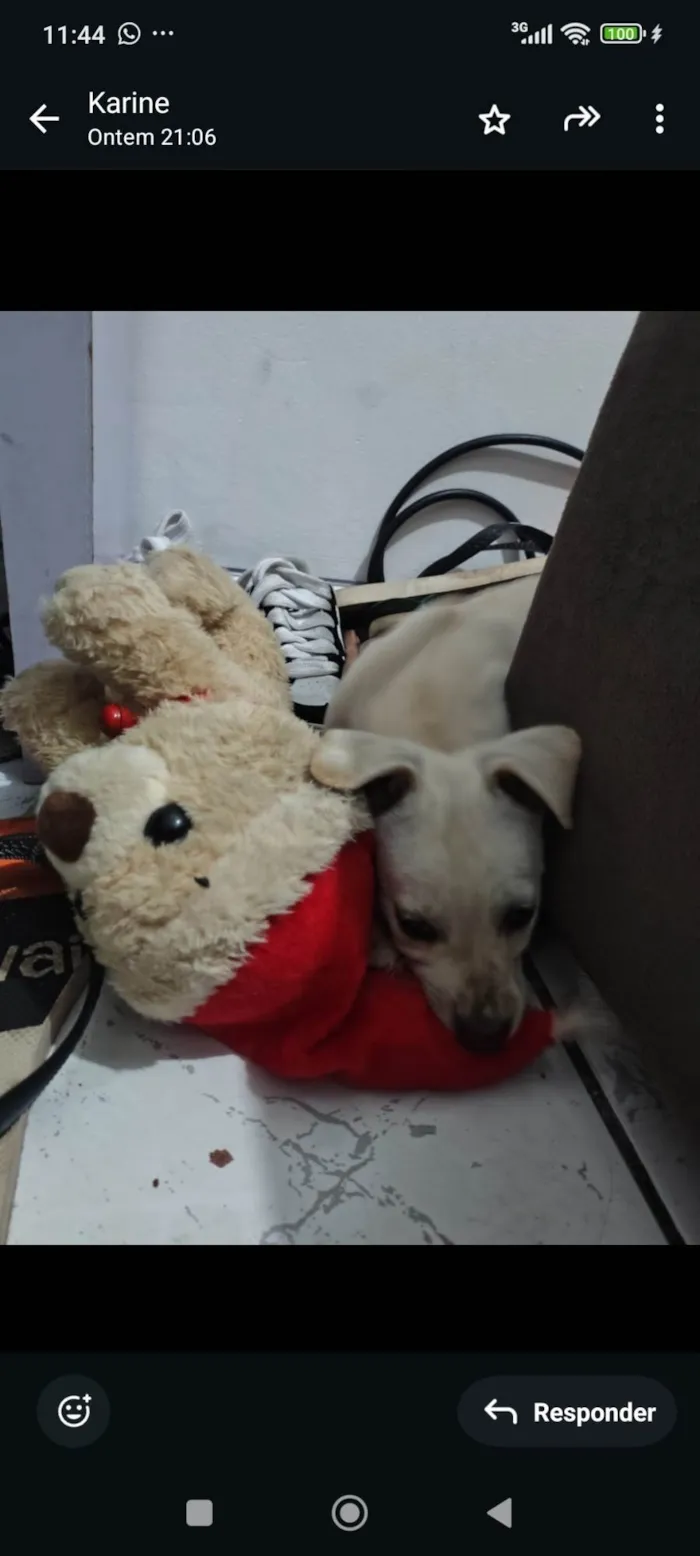 Cachorro ra a SRD-ViraLata idade Abaixo de 2 meses nome BOLT