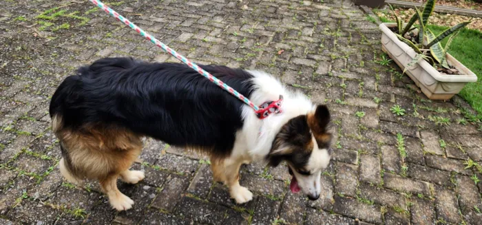 Cachorro ra a SRD-ViraLata idade 2 anos nome Sem nome