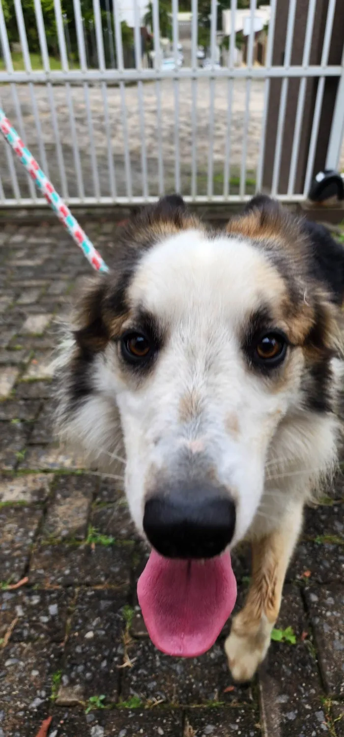 Cachorro ra a SRD-ViraLata idade 2 anos nome Sem nome