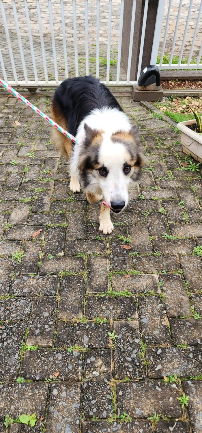 Cachorro ra a SRD-ViraLata idade 2 anos nome Sem nome