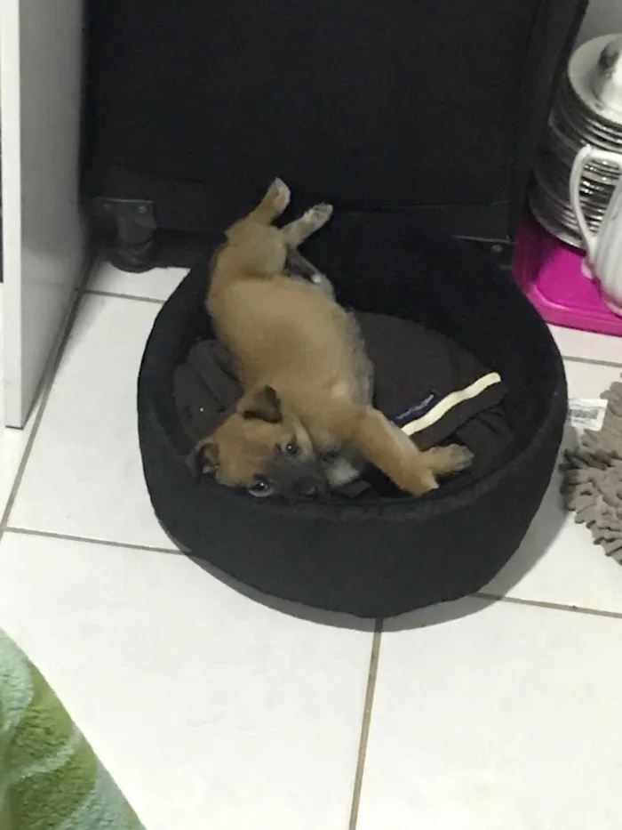 Cachorro ra a SRD-ViraLata idade Abaixo de 2 meses nome Luna 