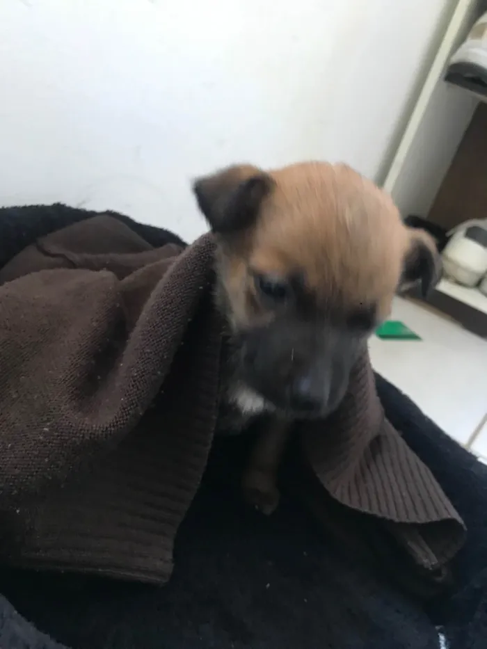 Cachorro ra a SRD-ViraLata idade Abaixo de 2 meses nome Luna 