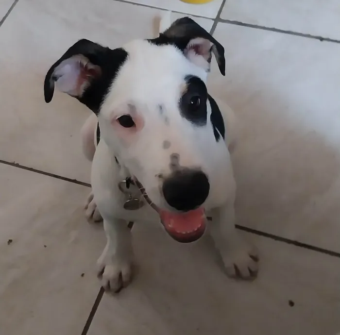 Cachorro ra a SRD-ViraLata idade 2 a 6 meses nome Eros