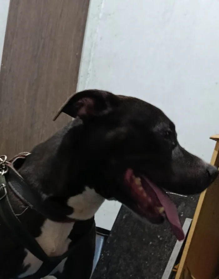 Cachorro ra a Pit-Bull idade 6 ou mais anos nome Lolong