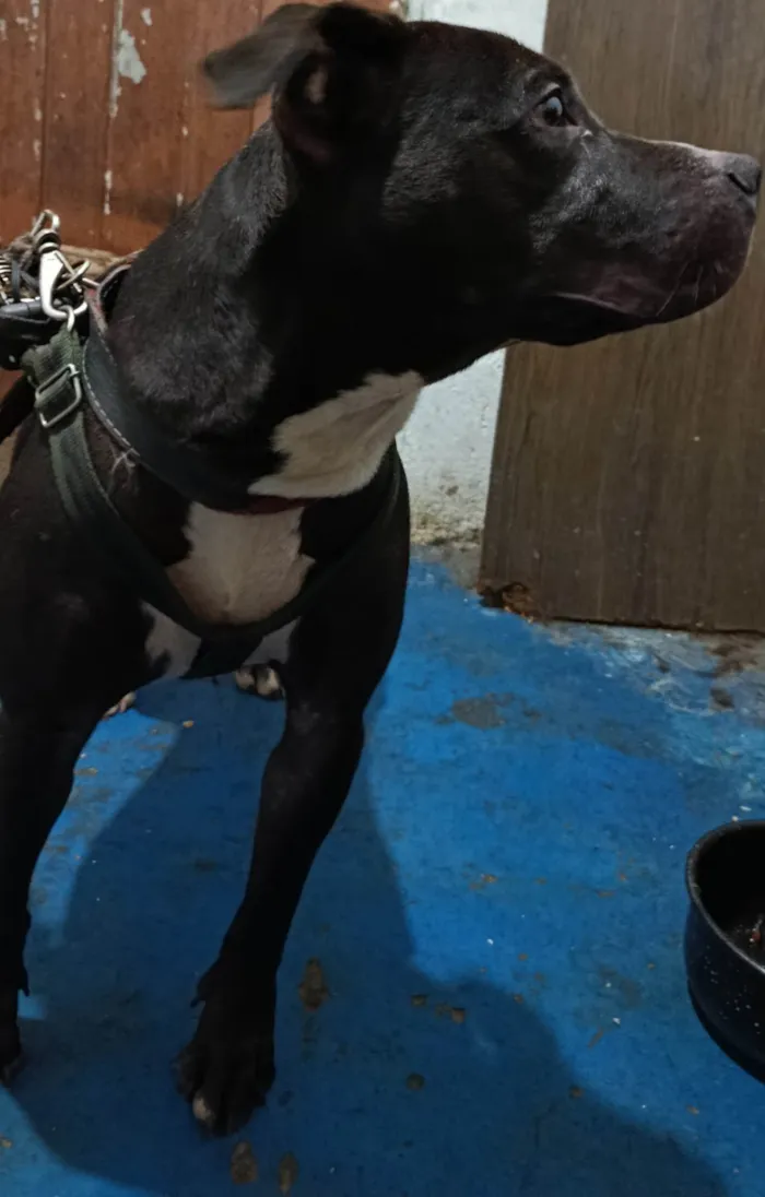 Cachorro ra a Pit-Bull idade 6 ou mais anos nome Lolong