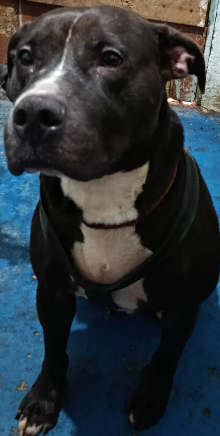 Cachorro ra a Pit-Bull idade 6 ou mais anos nome Lolong