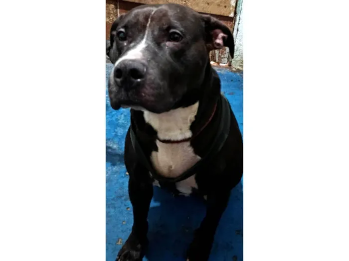 Cachorro ra a Pit-Bull idade 6 ou mais anos nome Lolong
