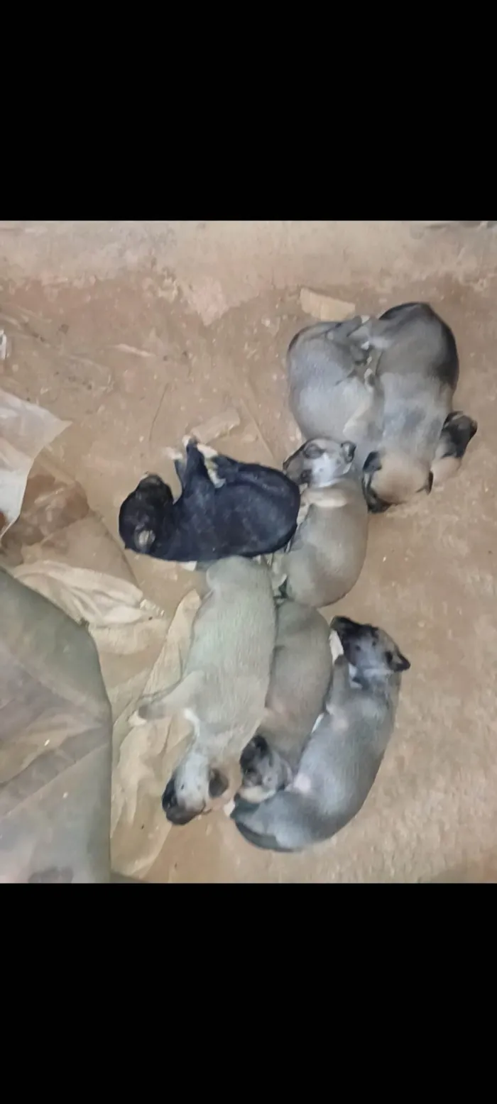 Cachorro ra a SRD-ViraLata idade 2 a 6 meses nome Filhotes