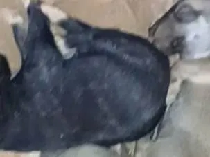 Cachorro ra a SRD-ViraLata idade 2 a 6 meses nome Filhotes
