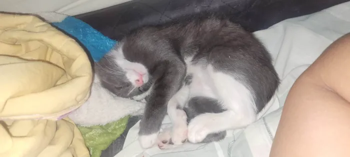 Gato ra a SRD-ViraLata idade 2 a 6 meses nome Evee