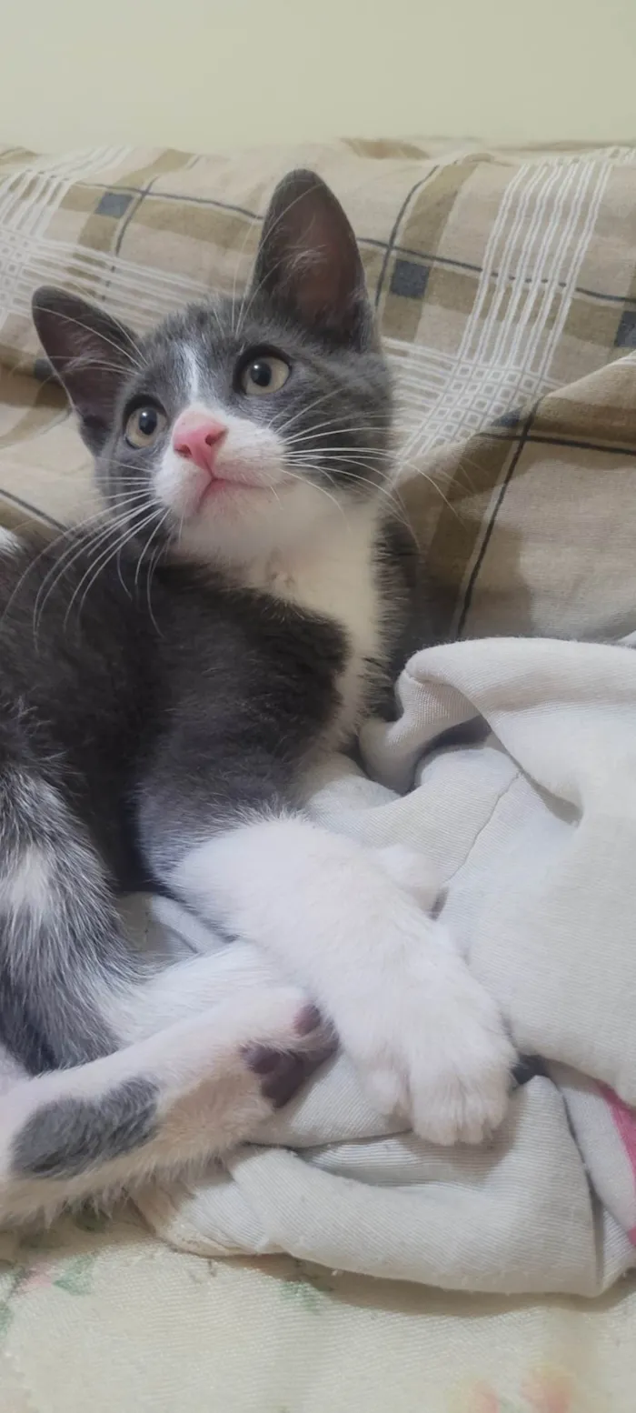 Gato ra a SRD-ViraLata idade 2 a 6 meses nome Evee