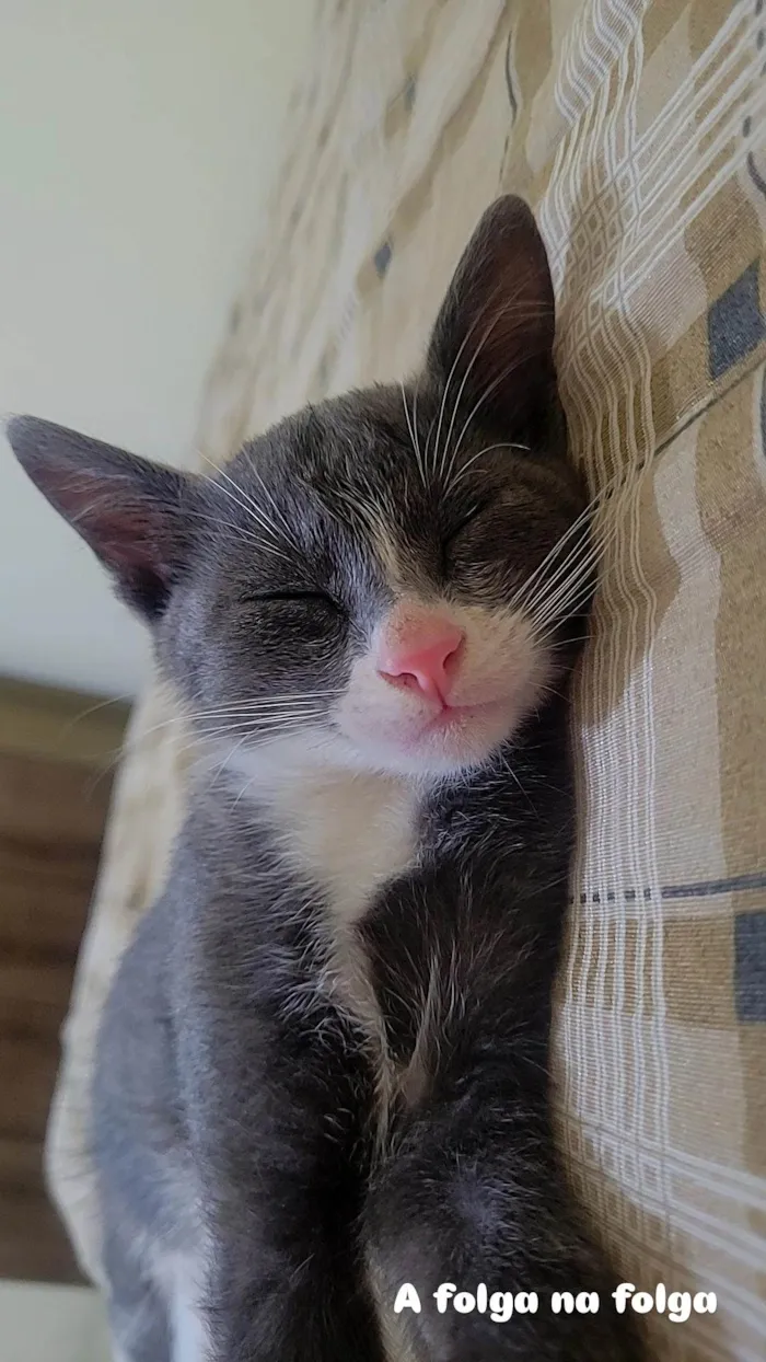 Gato ra a SRD-ViraLata idade 2 a 6 meses nome Evee
