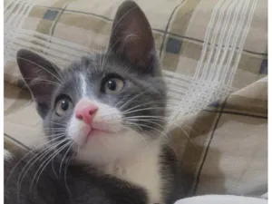 Gato raça SRD-ViraLata idade 2 a 6 meses nome Evee