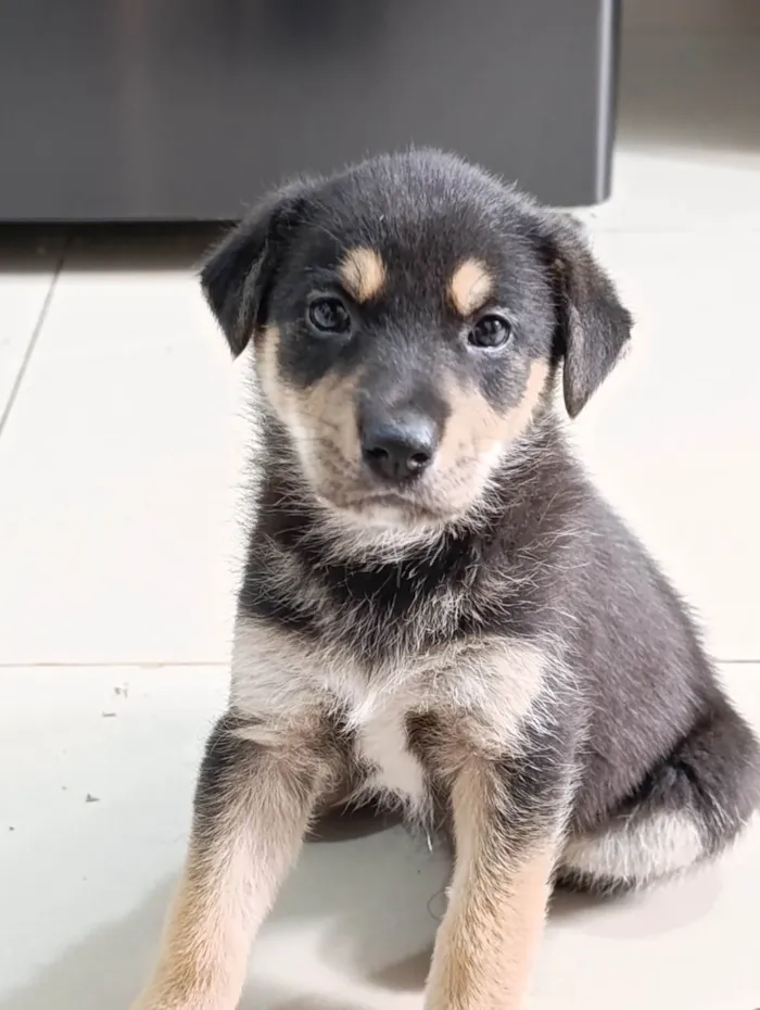 Cachorro ra a SRD-ViraLata idade Abaixo de 2 meses nome Sem nome