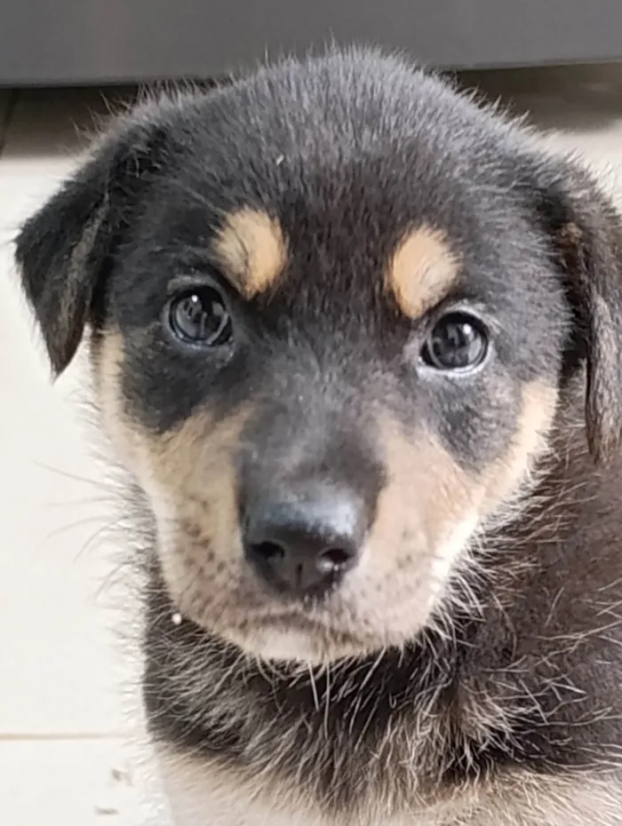 Cachorro ra a SRD-ViraLata idade Abaixo de 2 meses nome Sem nome