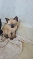 Puti
