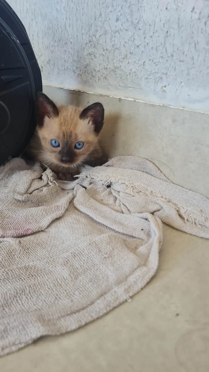 Gato ra a SRD-ViraLata idade Abaixo de 2 meses nome Puti