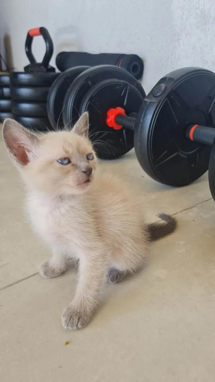 Gato ra a SRD-ViraLata idade Abaixo de 2 meses nome Puti