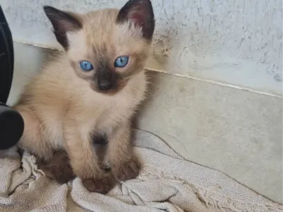 Gato raça SRD-ViraLata idade Abaixo de 2 meses nome Puti