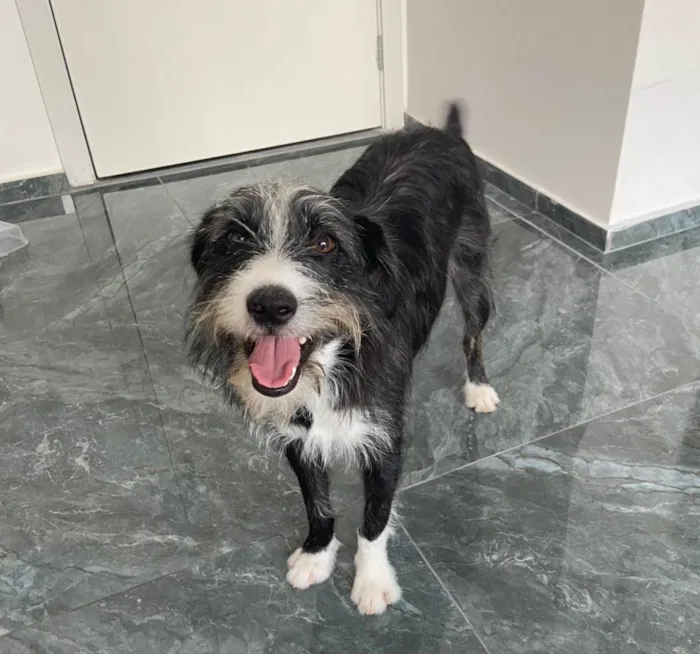 Cachorro ra a SRD-ViraLata idade 1 ano nome Zeca