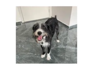 Cachorro raça SRD-ViraLata idade 1 ano nome Zeca