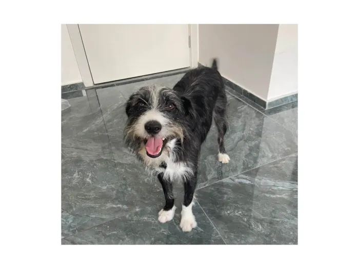 Cachorro ra a SRD-ViraLata idade 1 ano nome Zeca
