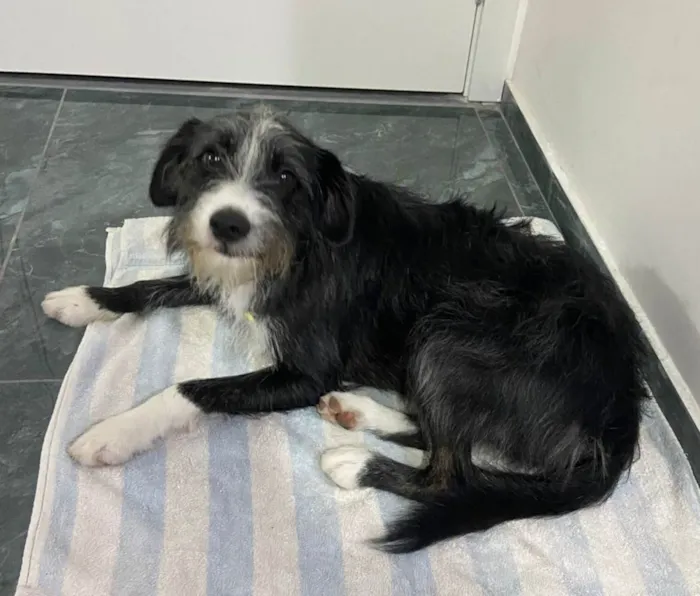 Cachorro ra a SRD-ViraLata idade 1 ano nome Zeca