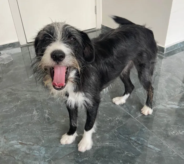 Cachorro ra a SRD-ViraLata idade 1 ano nome Zeca