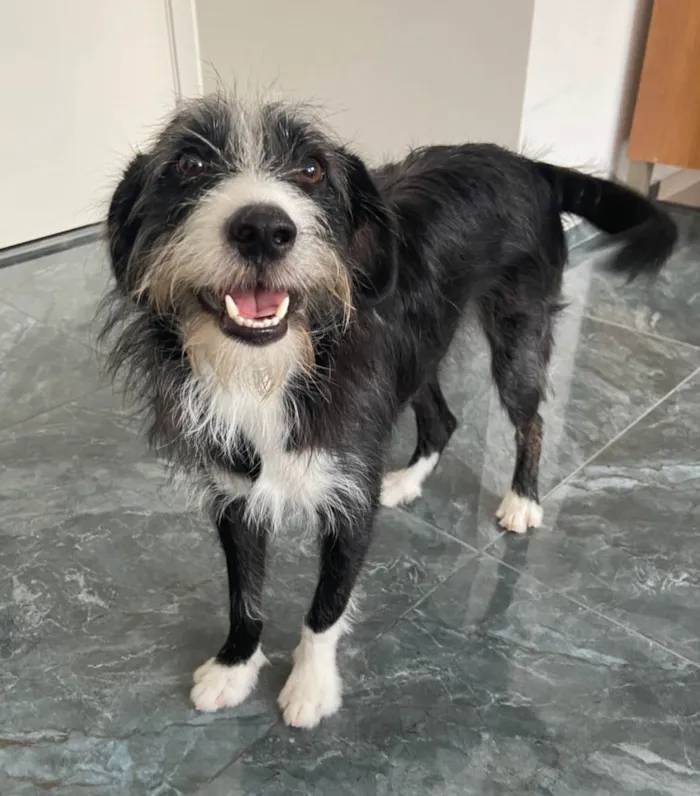 Cachorro ra a SRD-ViraLata idade 1 ano nome Zeca