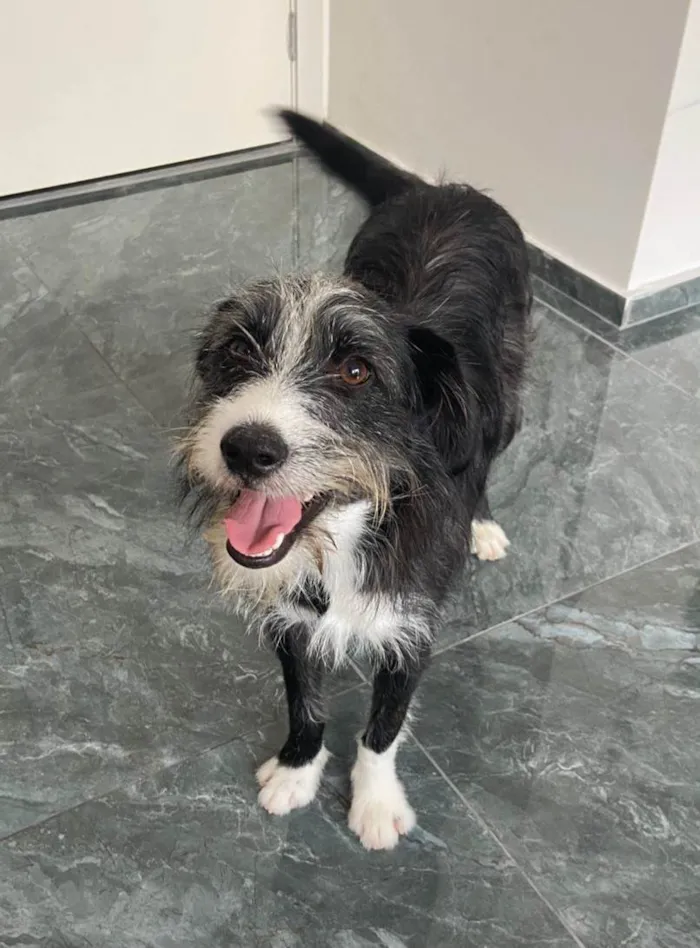 Cachorro ra a SRD-ViraLata idade 1 ano nome Zeca