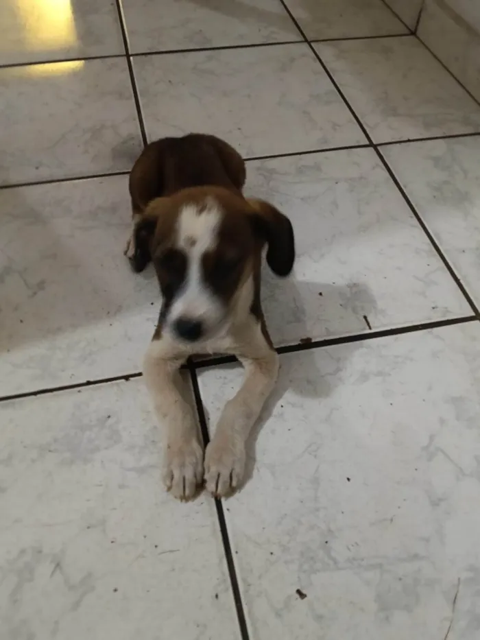 Cachorro ra a SRD-ViraLata idade 2 a 6 meses nome Sem nome 