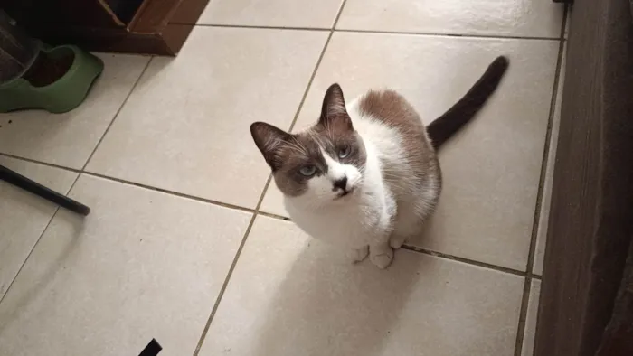 Gato ra a SRD-ViraLata idade 2 anos nome Amora