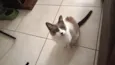 Amora