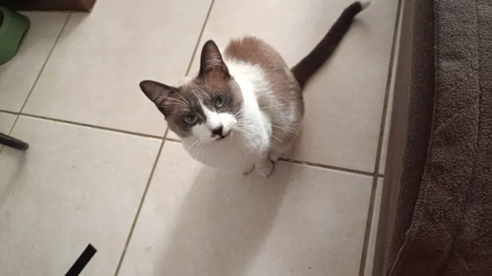 Gato ra a SRD-ViraLata idade 2 anos nome Amora