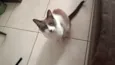 Amora