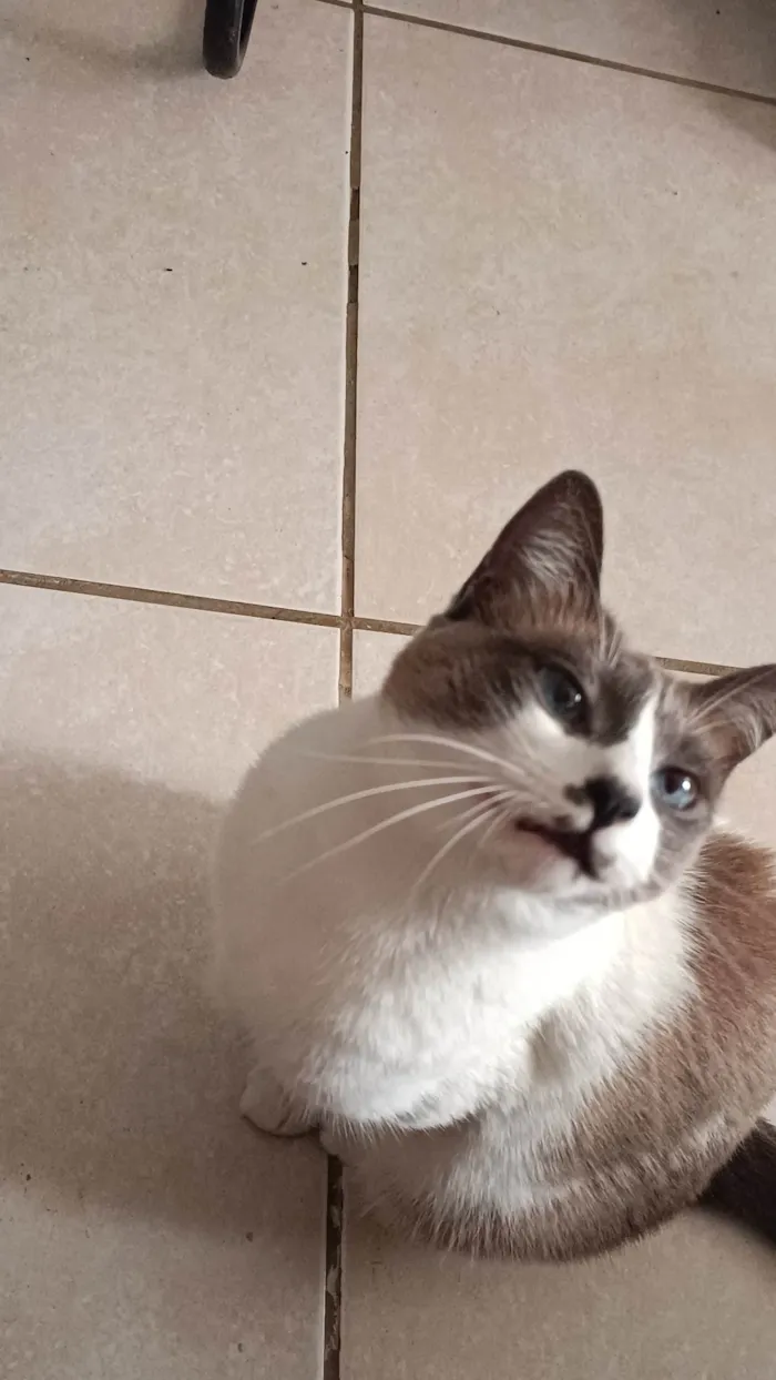 Gato ra a SRD-ViraLata idade 2 anos nome Amora