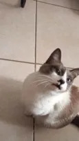 Amora