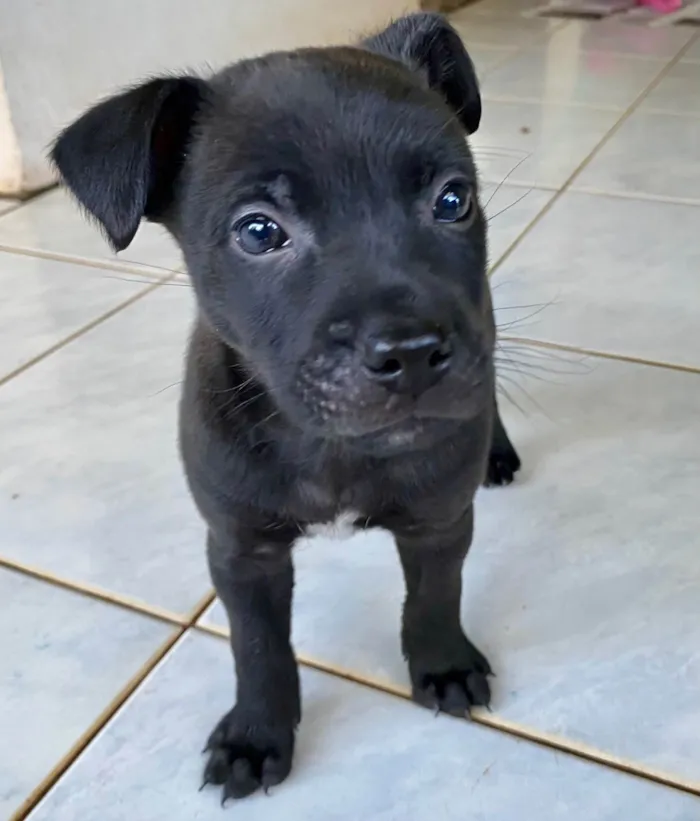 Cachorro ra a SRD-ViraLata idade 2 a 6 meses nome Angry 