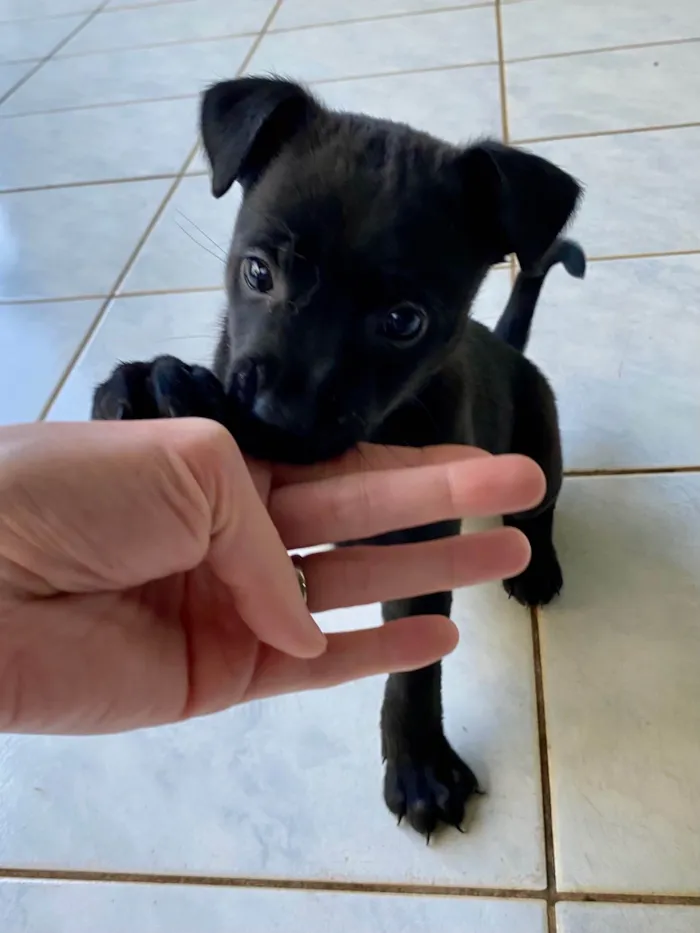 Cachorro ra a SRD-ViraLata idade 2 a 6 meses nome Angry 