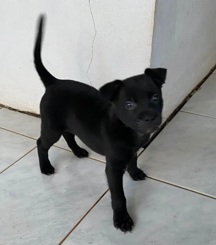 Cachorro ra a SRD-ViraLata idade 2 a 6 meses nome Angry 