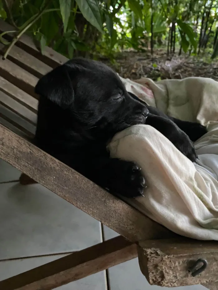 Cachorro ra a SRD-ViraLata idade 2 a 6 meses nome Angry 