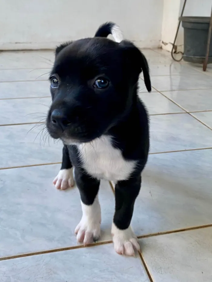 Cachorro ra a SRD-ViraLata idade 2 a 6 meses nome Sweet