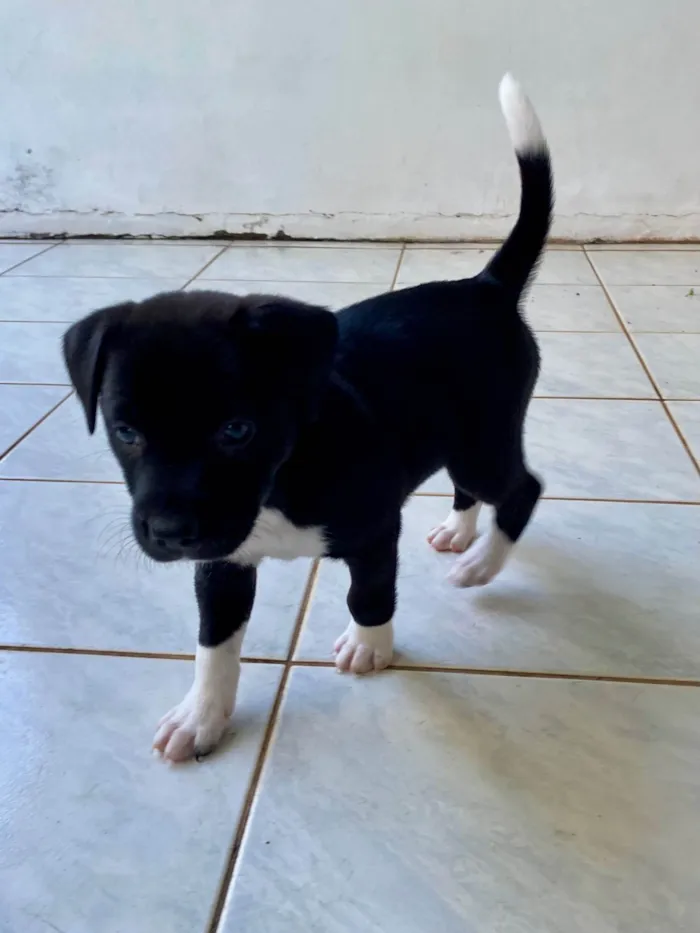 Cachorro ra a SRD-ViraLata idade 2 a 6 meses nome Sweet
