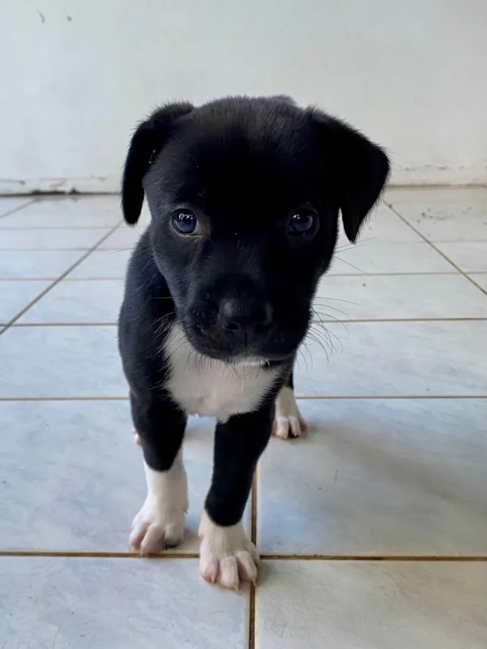 Cachorro ra a SRD-ViraLata idade 2 a 6 meses nome Sweet