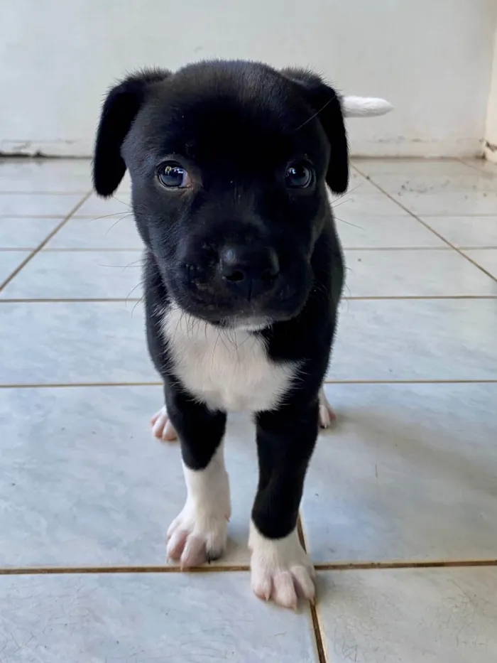 Cachorro ra a SRD-ViraLata idade 2 a 6 meses nome Sweet