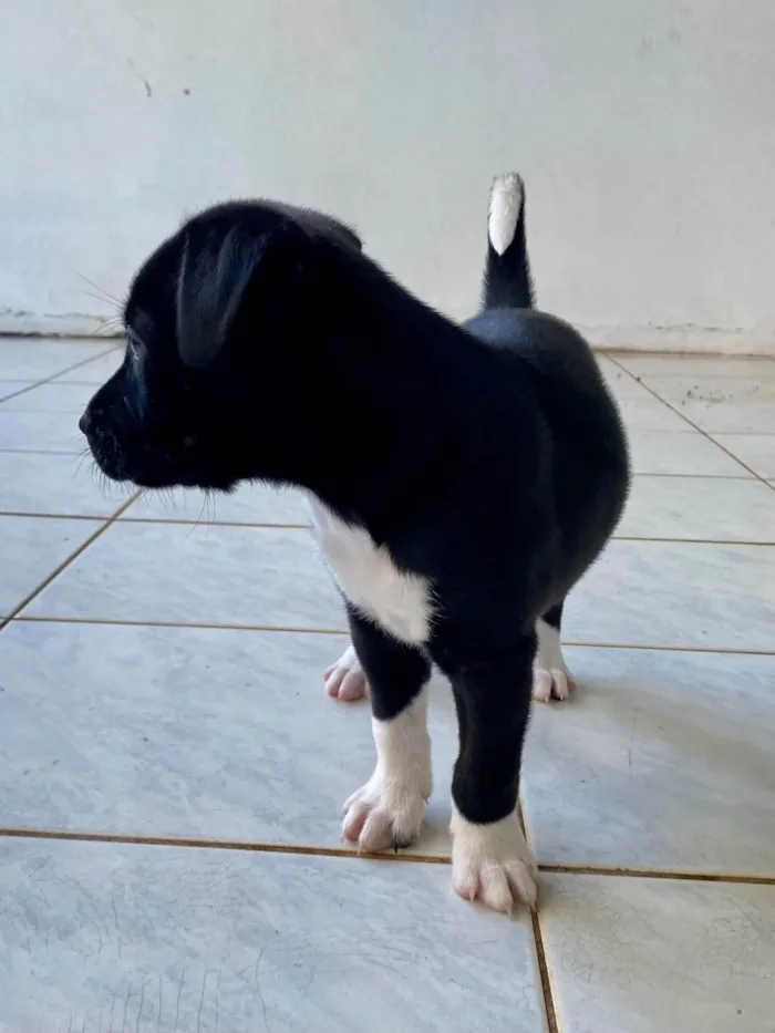Cachorro ra a SRD-ViraLata idade 2 a 6 meses nome Sweet