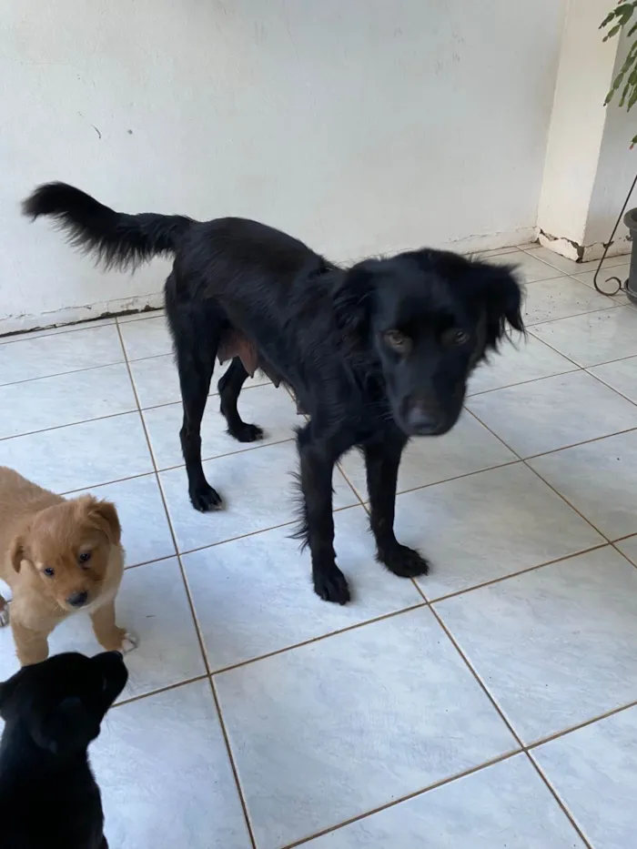 Cachorro ra a SRD-ViraLata idade 2 anos nome Estrela